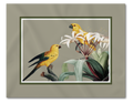 Lugar Americano Coleção Pássaro Amarelo